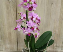 Fleur Blanche image 12