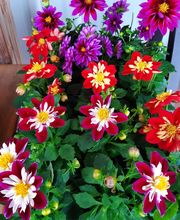 GARREAU Jardin SARL image 1
