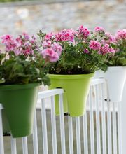 Wiedmer-Blumen AG Bild 9