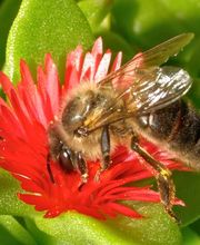 MIEL Y SOLO MIEL imagen 9