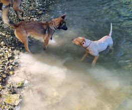 Antho Educanine image 13