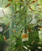 STALLER Martin EIRL AQUABOUTIK image 9