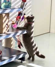 Katzen-Praxis.ch Bild 6