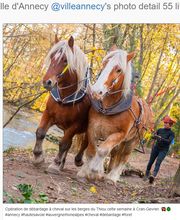 Moutons-Gloutons image 1