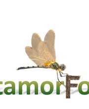 MétamorFozes - Bilan de Compétences -Coaching - Psychopraticienne - DISC - Formation - image 6