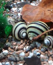 Katjas Wirbellose Bild 5