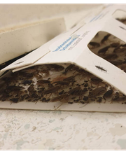 Gerling GmbH Schädlingsbekämpfung Bild 9