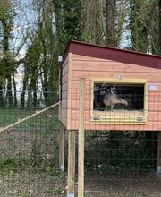 Poule à Dom ECO VERTU SOLUTIONS image 13