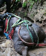 Alpinlift Helikopter AG Bild 13