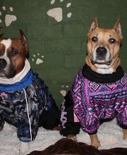 RESIDENCIA CANINA SORIA imagen 7