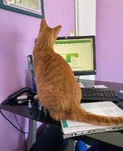 Clinica Veterinaria Leonardo da Vinci immagine 8