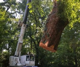 Les Artisans de L'Arbre Sarl Bild 2