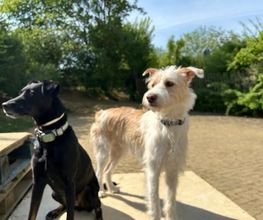 Hundezentrum Rhein-Main GbR Bild 7