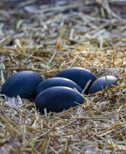 frische Emu-Eier