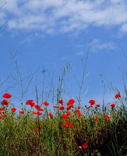 Château Coujan image 3