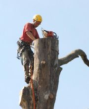 Sittelle Elagage image 4