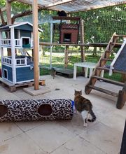 L'arche de Corinne image 9