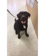 Saint Thomas Veterinary Center image 14