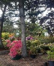 Baumschule Goßner Bild 11