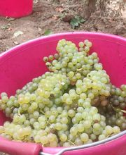 DOMAINE DE L'ÉTÉ ET CHATEAU DES ROCHETTES SCEA CATHERINE NOLOT image 17