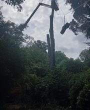 Forest Grimp image 1