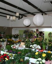 Inselblume Bild 2