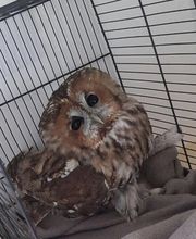 Kleintier- & Akupunkturpraxis Adlergarten Bild 3