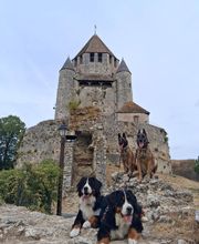 Antho Educanine image 1