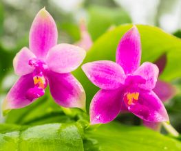 Orchidable di Andrea Martina Bild 10