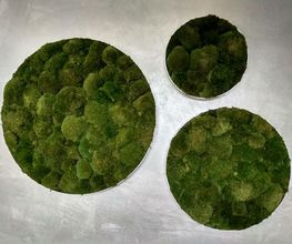 Franzen Moos Wanddesign Bild 14