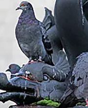 Fürst Schädlingsbekämpfung Bild 2