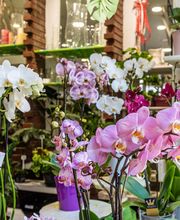 Floraly image 16