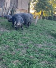 Ferme du Roussel image 13