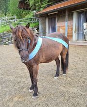 Gesundes Pferd Andrea Möri Bild 8