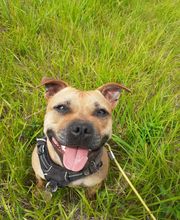 Patte et Museau image 9