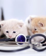 Veterinario Alcorcón imagen 2
