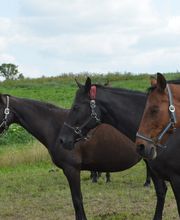 Reiterhof Daugzin C. Edel & E. Berkhahn GbR Bild 8
