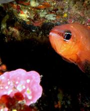 Divin' Giens image 10