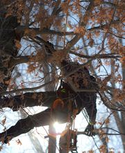 SavATree - Tree Service & Lawn Care image 8