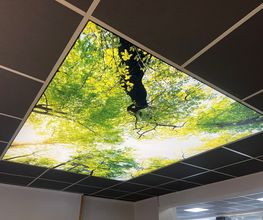 Spanndecke Motiv Wald