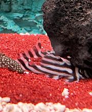 Aquasalvaje imagen 12