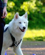 Dr. med. vet. Stephanie Adams - Tierverhaltenstherapie Bild 1