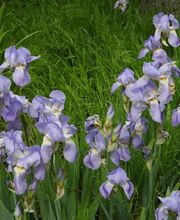 Le jardin de Saint Jean image 6