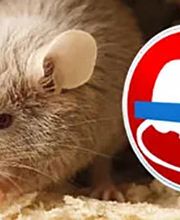 Fürst Schädlingsbekämpfung Bild 4