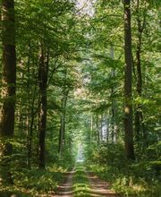 Weg durch den FriedWald Ostheide