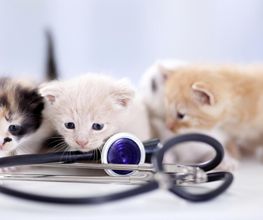Veterinario Alcorcón imagen 2