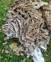 Anti'k Pyrénées image 5