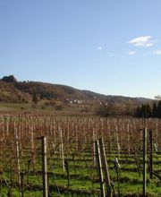 Ferienwohnungen Volk Dossenheim Bild 2
