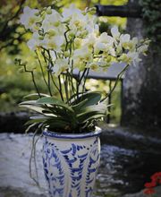 Blumen Tschan Bild 5