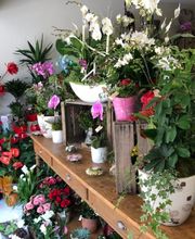 La Primevère image 4